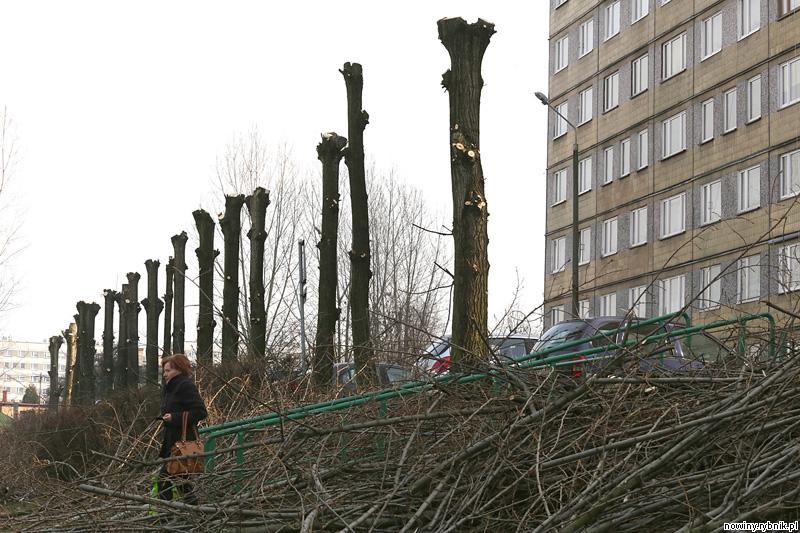 Obcięte drzewa wyglądają żałośnie / Dominik Gajda