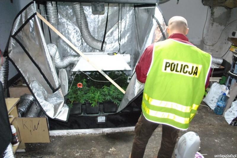 Plantacja marihuany w Rybniku. / Policja Rybnik