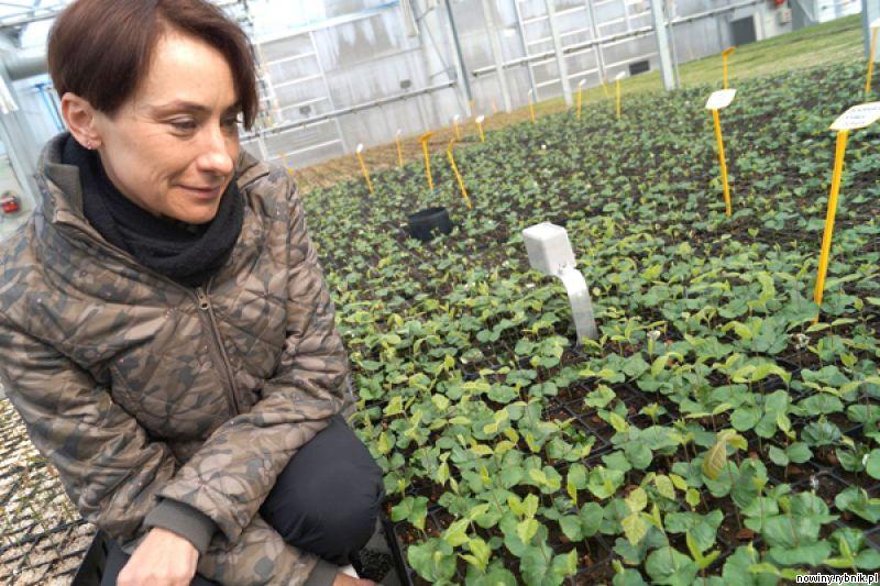 Maria Bajsarowicz wśrd sadzonek, ktre rosną w minidoniczkach / Archiwum