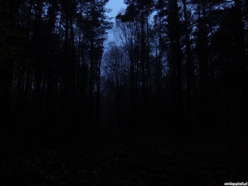 Osiemnastolatka widziała wokół siebie tylko drzewa i mrok nocy / Tomasz Świstowski